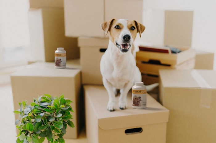 Get Your Dog Acquainted With The New House - TOP EASY TIPS TO MOVE WITH YOUR DOG