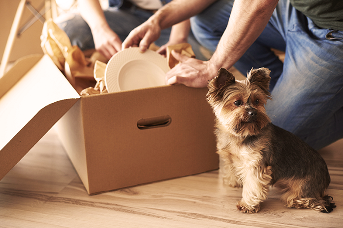 Taking Care Of Your Pet Is Also A Priority - Top Things To Prepare Before Moving Into A New House